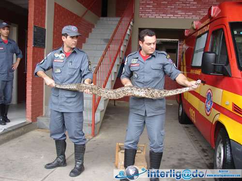 Cobra resgatada a beira do Rio Muriaé
