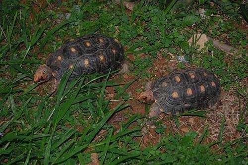 Jabutis eram criados em cativeiro no José Cirilo