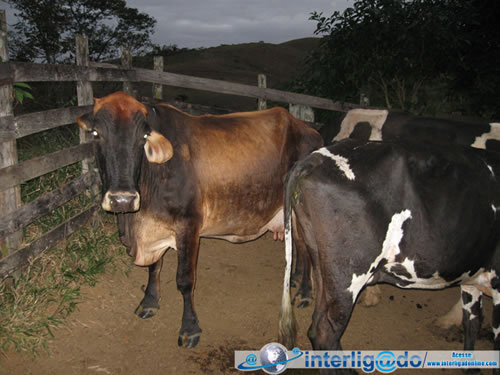 Polícia Civil recupera gado furtado em sítio na região da Casa de Tábuas