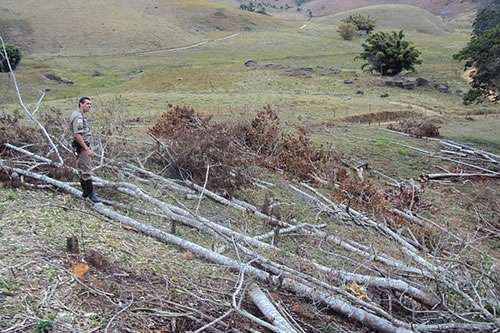 Desmatamento em Belisário