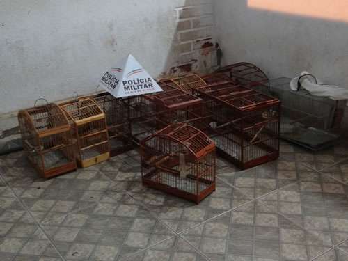 Pássaros apreendidos no bairro São Pedro