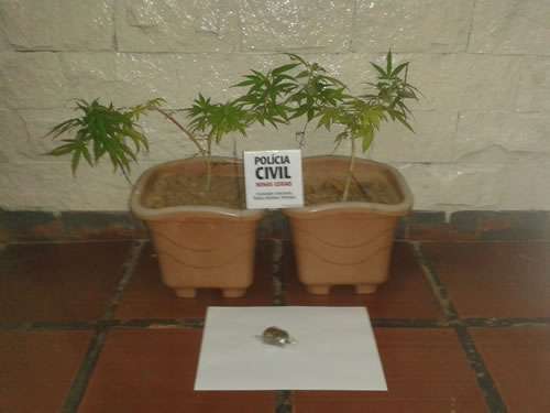 Pés de maconha encontrados em casa na Barra em Muriaé