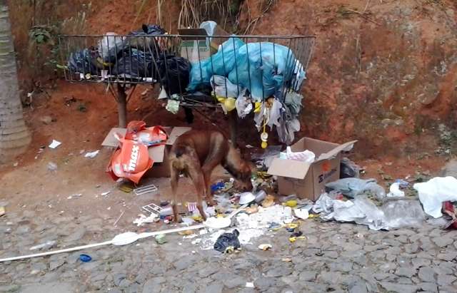 Cães pelas ruas de Muriaé