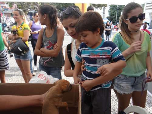 Feira de adoção de animais em Muriaé
