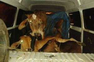 Animais eram transportados em Kombi furtada - Foto PRF