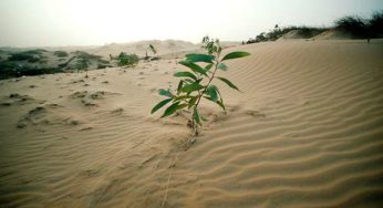 Combate à desertificação é necessário para garantir segurança, diz ONU