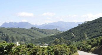 Seca prejudica desenvolvimento de grãos de café em Muriaé