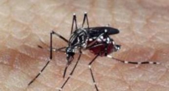 Crise hídrica pode ser fator para aumento de 57% nos casos de dengue, diz Chioro