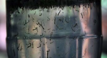 Gincana entre escolas de Muriaé recolhe mais de seis toneladas de possíveis focos de Aedes