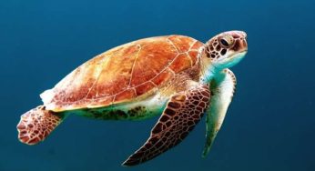 Projeto Tamar completa 35 anos com nova geração de tartarugas marinhas