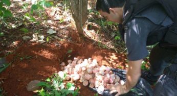 PM apreende 2.408 pinos de cocaína em Itaperuna