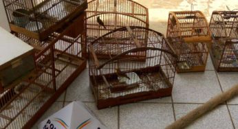 Idoso é preso com 11 pássaros da fauna silvestre em Muriaé