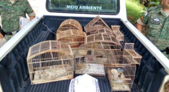 Idoso é preso com 10 pássaros da fauna silvestre em Muriaé