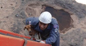 Bombeiros resgatam cachorro que ficou ilhado no Rio Muriaé