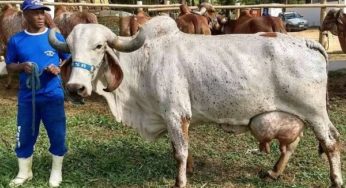 Simpósio de pecuária leiteira busca melhorias no setor na região de Muriaé