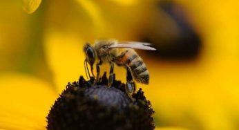 Homem leva mais de mil picadas de abelha e fica em estado grave