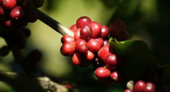 Exportação de café em foco na Zona da Mata