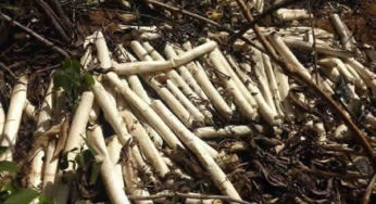 PM localiza bananas de dinamite em terreno baldio em Italva