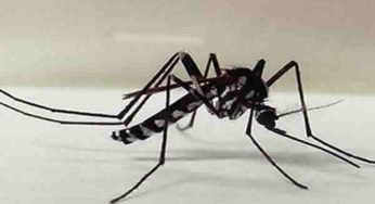 Entenda a diferença entre pernilongo e mosquito da dengue