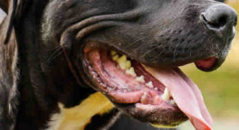 Polícia Civil resgata dez cães em situação de maus-tratos em Juiz de Fora