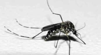Que horas o mosquito da dengue mais pica? É diferente do pernilongo?