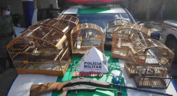 Operação termina com apreensões de armas, munições e pássaros em Silverânia