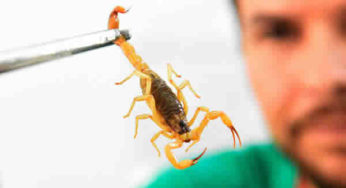 Escorpiões: saiba o que fazer em caso de picada e como prevenir acidentes