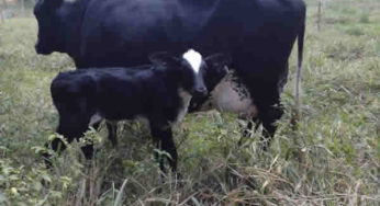 Pecuária leiteira: resultado positivo após curso de inseminação em Miraí