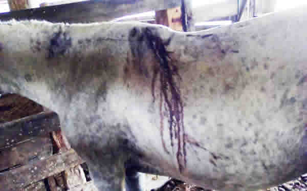 Moradores flagram onça no PR: suspeita é que ela tenha atacado cavalo