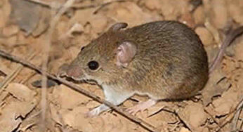 Hantavirose: veja como evitar a doença transmitida por roedores silvestres